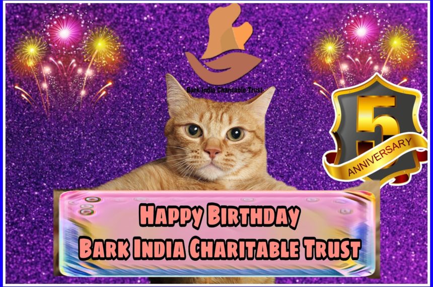 Completing 5 years in serving animals- Charity for stray animals in India