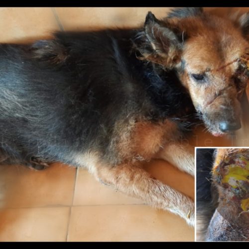 gsd (2) Rescue of one eyed street dog in maggot wound- Veterinary hospital in Pondicherry