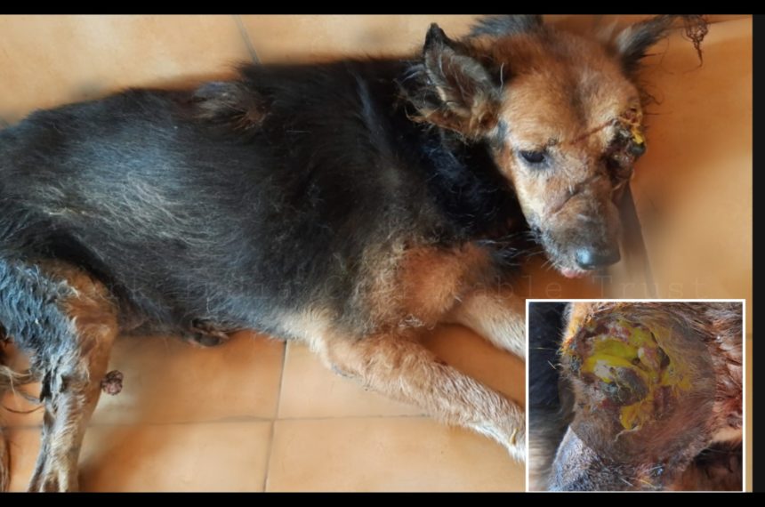 gsd (2) Rescue of one eyed street dog in maggot wound- Veterinary hospital in Pondicherry