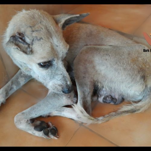 PicsArt_09-04-09.12.17 Transmissible Venereal Tumor affected stray dog rescue