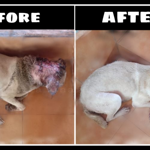 Maggot wound dog rescue and recovery- Veterinary hospital for stray dog treatment