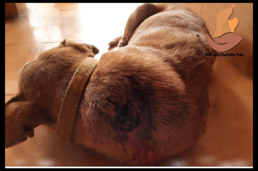Dog with maggot wound neck -Dog rescue and Treatment- Charity for stray dogs