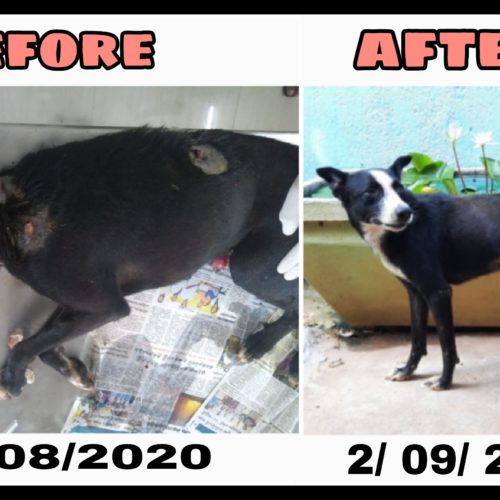 Rescued dog with CTVT and wounds- Recovery