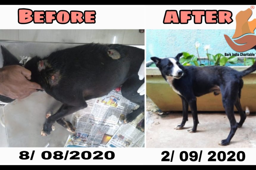 Rescued dog with CTVT and wounds- Recovery