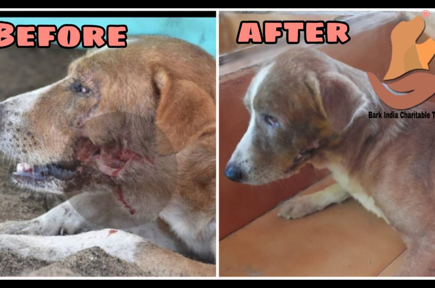 Dog rescue, treatment and release- NGO for animals in Pondicherry