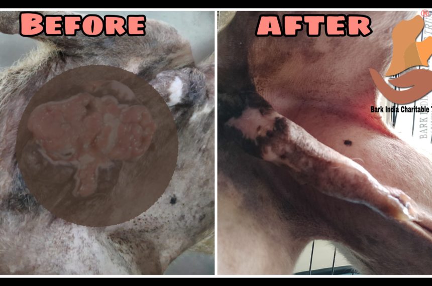 TVT dog Recovery- Charitable Trust for stray animals