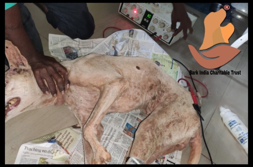 physiotherapy for dogs dog gets physiotherapy