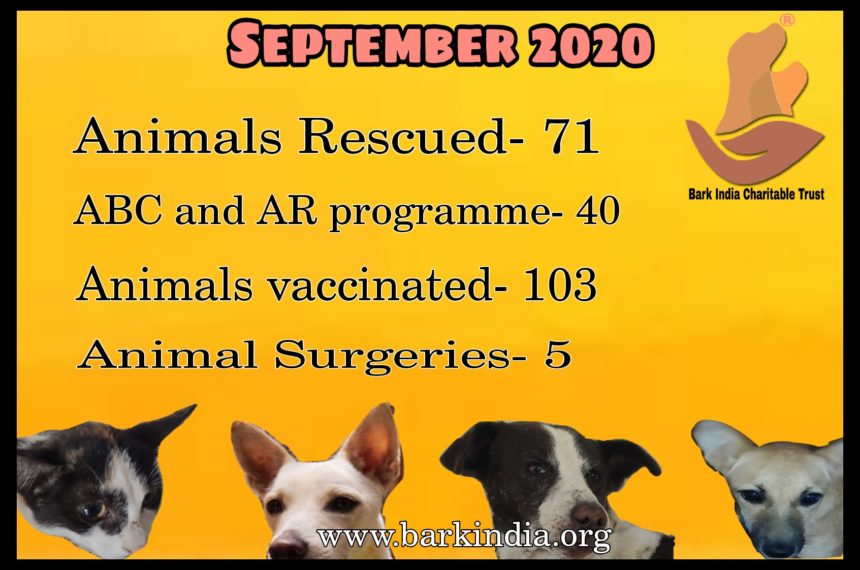 Animal Rescue and Treatment- NGO for sick animal rescue and care