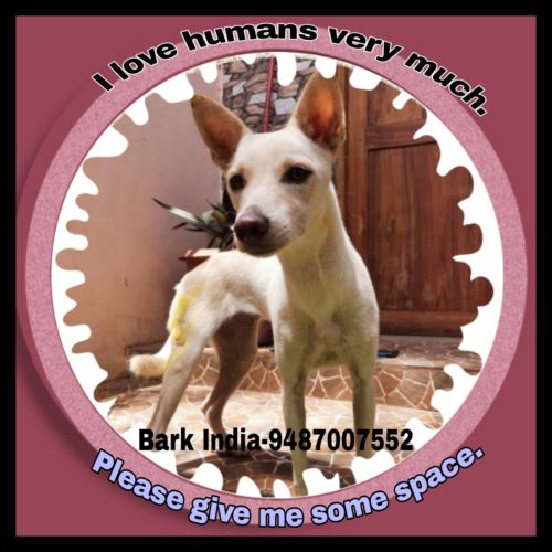 Abandoned/ Lost Puppy is waiting for adoption- Pondicherry