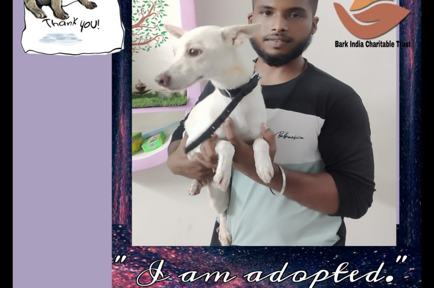 Puppy adopted Abandoned Puppy got adopted to new happy home- Adopt , Don’t buy.