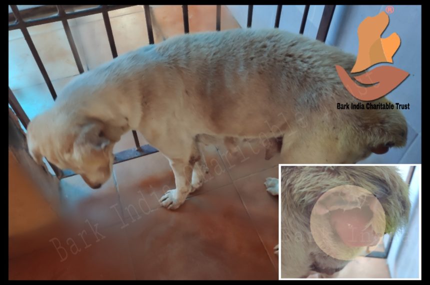 Vaginal prolapse in dogs