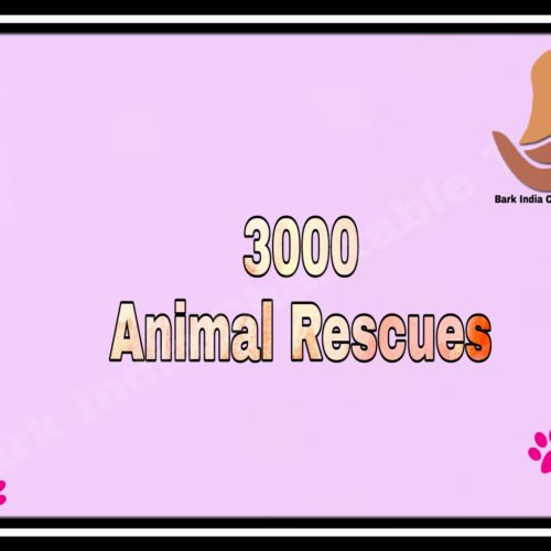 3000 RESCUES