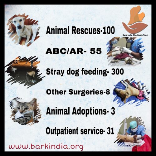 Animal Welfare Activities- January 2021 Donate for animal rescue