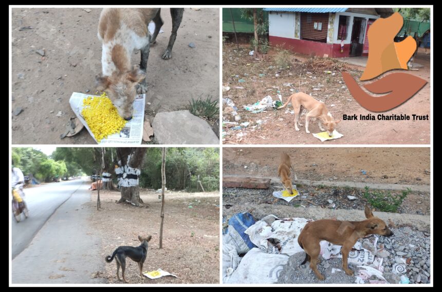 stray dog feeding