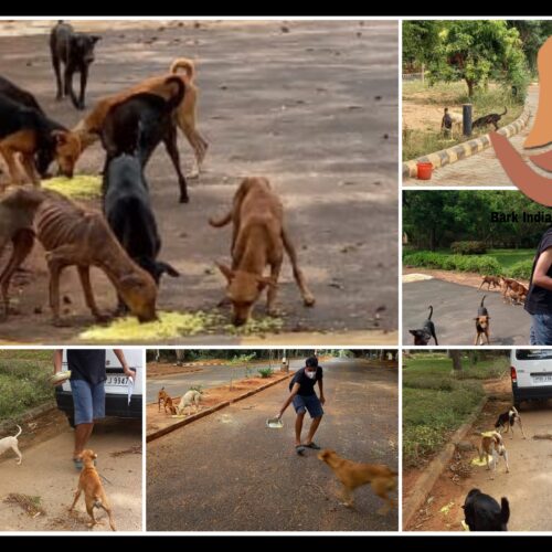 Stray animal feeding at Pondicherry University Dog feeding