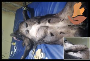 Dog with mammary tumor