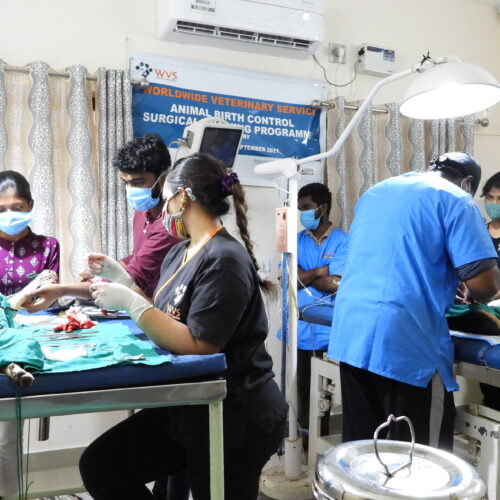 Bark India Operation theatre WVS Animal Birth Control Surgical Training Programme – Bark India