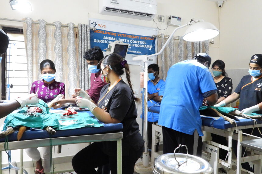 Bark India Operation theatre WVS Animal Birth Control Surgical Training Programme – Bark India