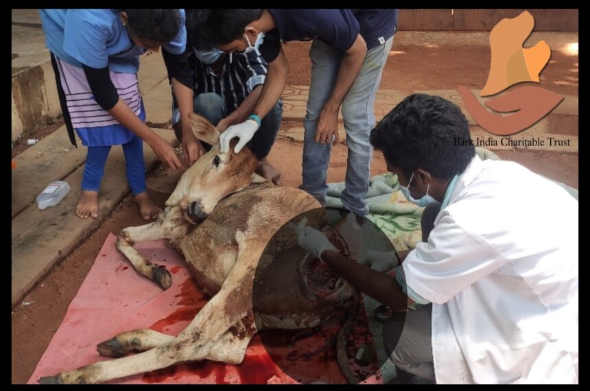 Injured Cow Rescue- Animal Rescue NGO
