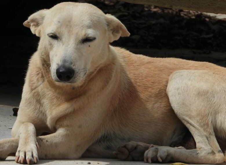 7000 Stray Animal Rescues- Bark India