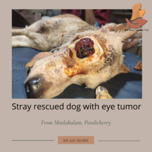 eye tumor in dogs - stray dog rescue and surgery charity in India