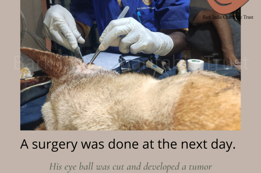 Tumor dog surgery