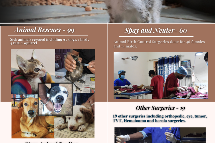 Animal rescue centre- Non profit charity Organization for animals animal welfare Pondicherry