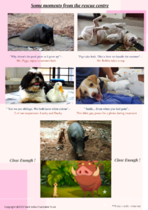 cute and funny animal pictures