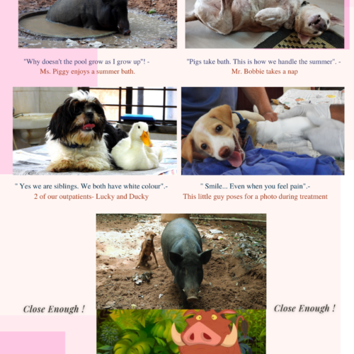 cute and funny animal pictures