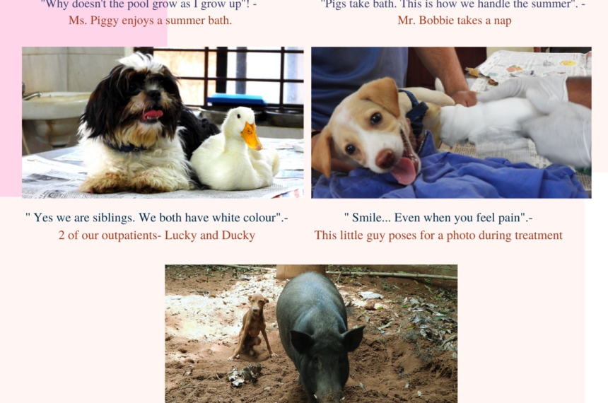 cute and funny animal pictures