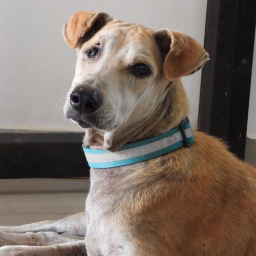 WhatsApp Image 2023-02-07 at 17.10.08 NGO Veterinary Hospital Pondicherry- Donate for animals