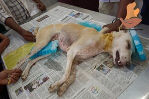 Veterinary hospital Pondicherry- puppy treatment