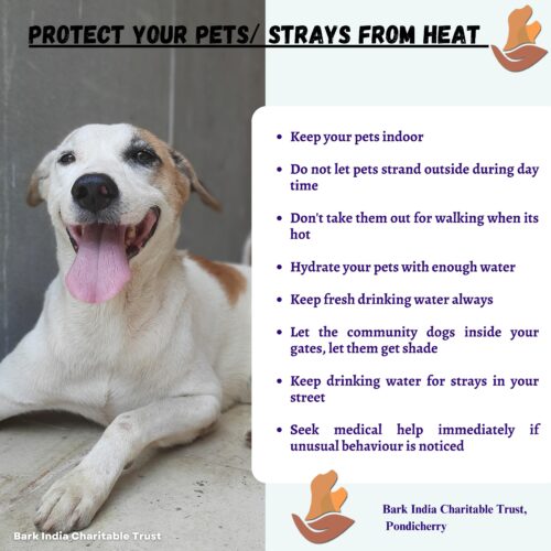 Protect your pets/strays from heat heat stroke in dogs