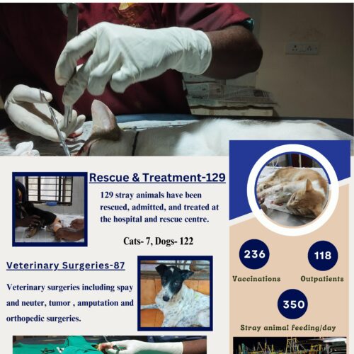 animal welfare organization-India Forever for animals- Charity non-profit for stray animals rescue,treatment,welfare