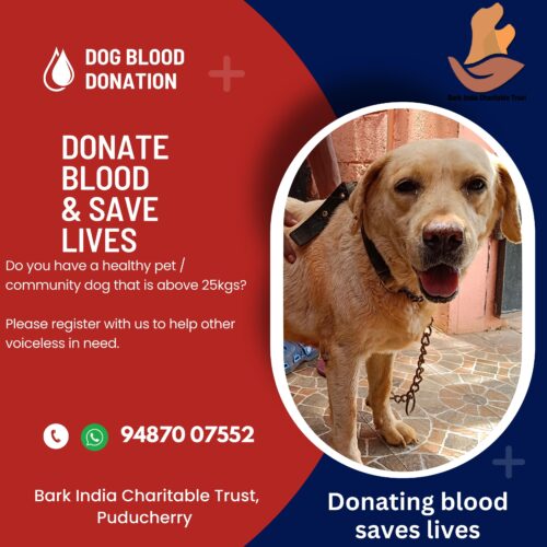 Donate blood to dogs Dog blood donation