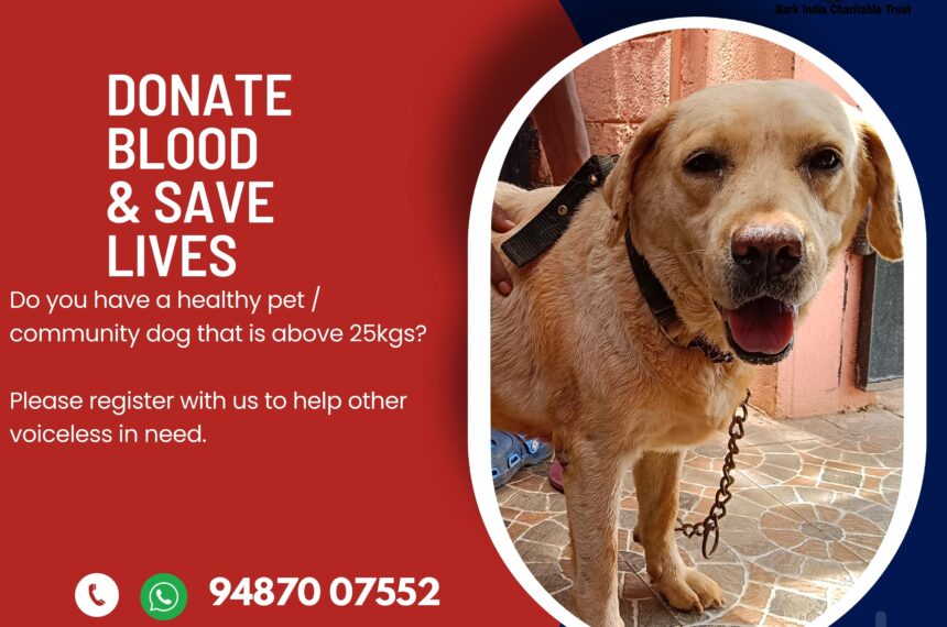 Dog blood donation