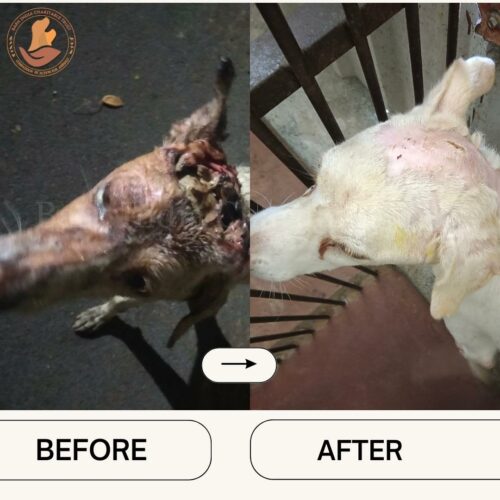 Myasis dog-before and after Stray dog rescue and recovery- Bark India Charitable Trust