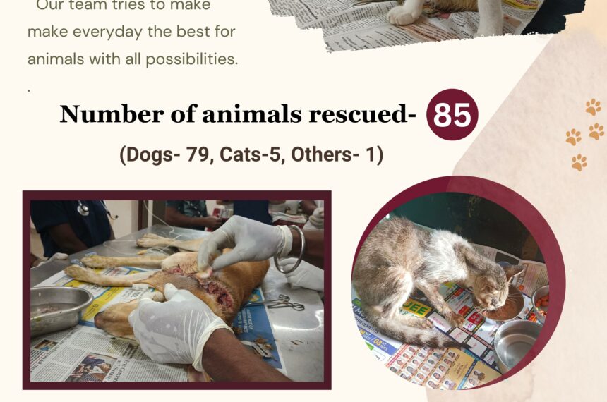 Rescue and treatment Animal rescue and care- Donate for stray animals