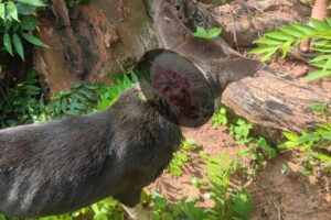 Stray dog with wounded neck