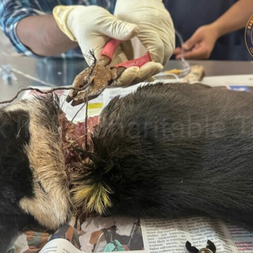Rescued stray dog with metal wire around neck Stray Dog Rescued from Pathetic wound