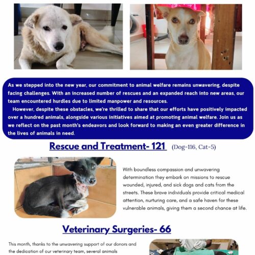 Animal rescue and treatment Help the medical care of strays