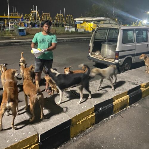 Stray dog feeding in Pondicherry Animal welfare and Rescue- Help stray animals