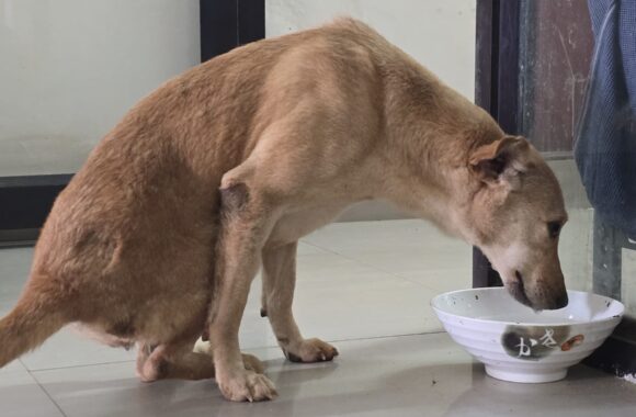 WhatsApp Image 2025-01-31 at 16.29.53_f65ff3c1 Help Animals India