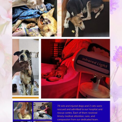 Bark india charitable trust dog and cat treatment