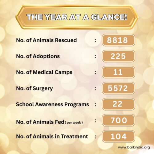 WhatsApp Image 2025-08-18 at 09.59.35_931602b2 10 YEARS OF SERVING STRAYS- DONATE TO SUPPORT