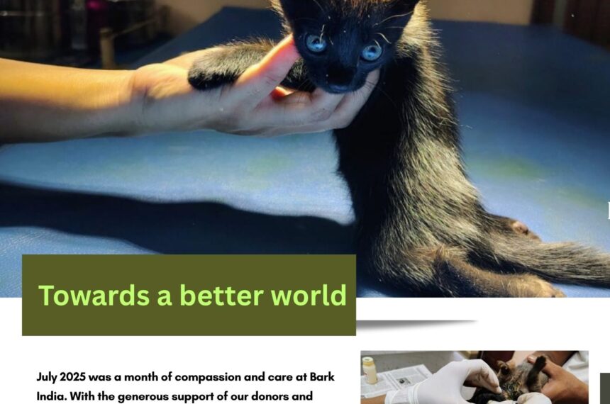 Donate to Help Strays in Pondicherry