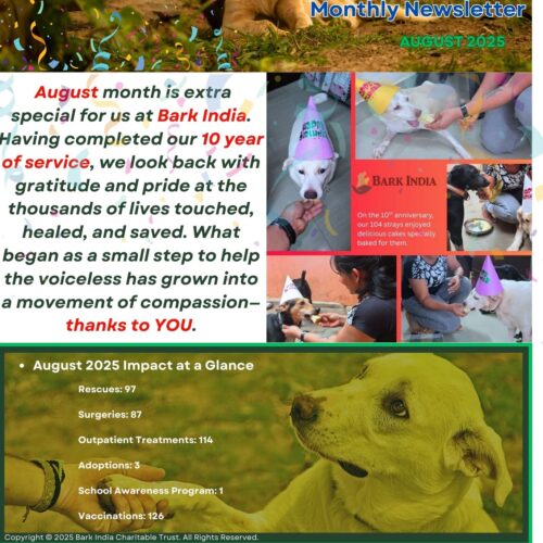 Bark India August 2025 Newsletter 10 years of helping strays- Support us to continue
