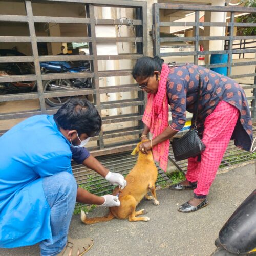 vaccinate community dogs September Highlights: Record-Breaking Month for Animal Rescue and Care at Bark India